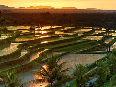 Tegalalang Rice Terraces & Ubud