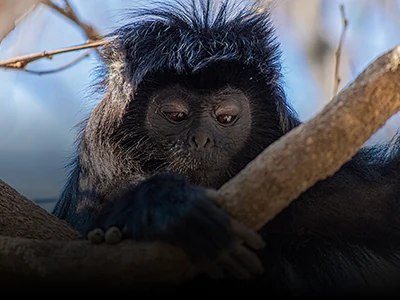 Ubud, Monkey Forest & Waterfalls